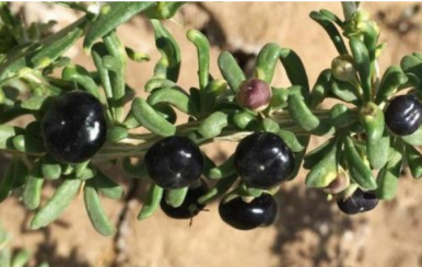 女吃黑枸杞淡斑抗皺，男吃黑枸杞提高性功能！